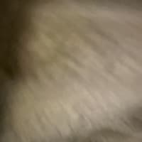tompearl