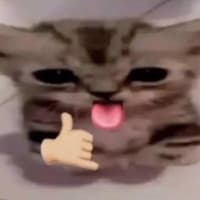 vlonz