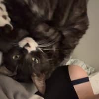 Sam