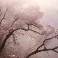 Lily Hininger