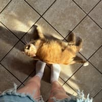 kierenbork