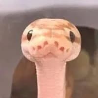 heheuha