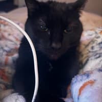sleepyappple