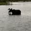 noomgok