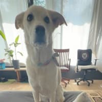 maximus5