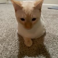 cookie1020