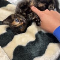 Karma Addison
